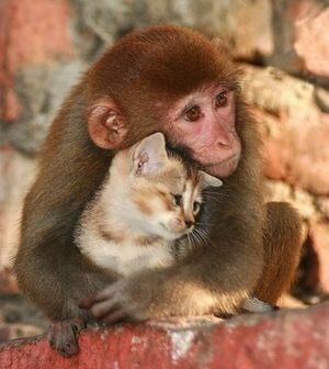 【画像】最近がるちゃんでスクショor保存した画像