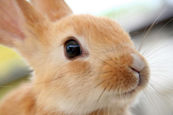 【画像】最近がるちゃんでスクショor保存した画像