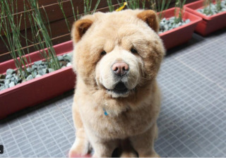 野村周平、番組で購入の仔犬にメロメロ！さっそくインスタで公開！