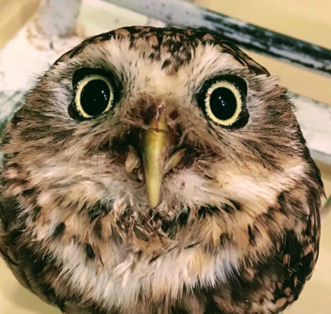 ペットに話しかけてみて反応を教えてください!