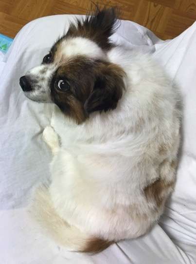 ペットに話しかけてみて反応を教えてください!