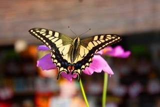 甲状腺の病気を抱えている方