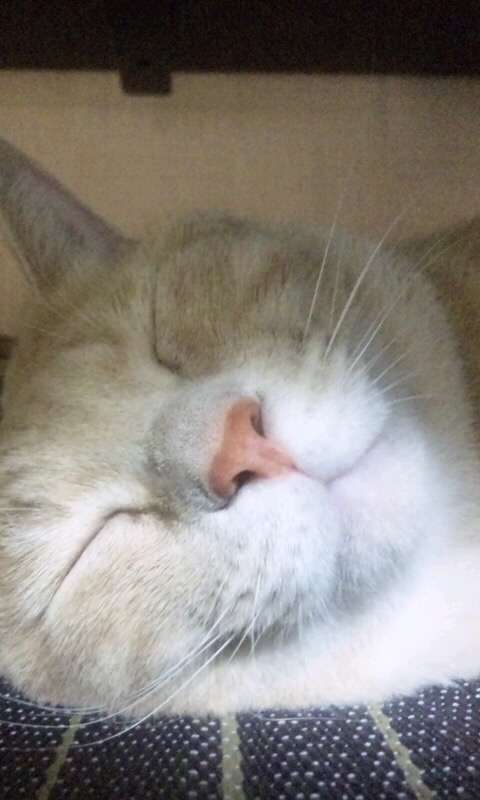 捨て猫、野良猫育ててる方