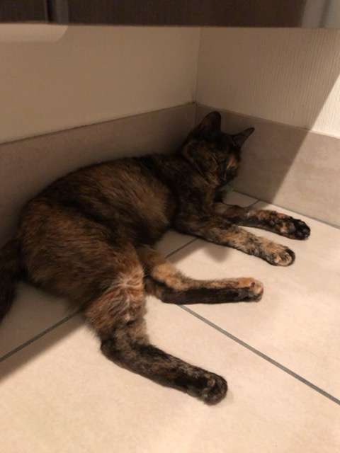 捨て猫、野良猫育ててる方