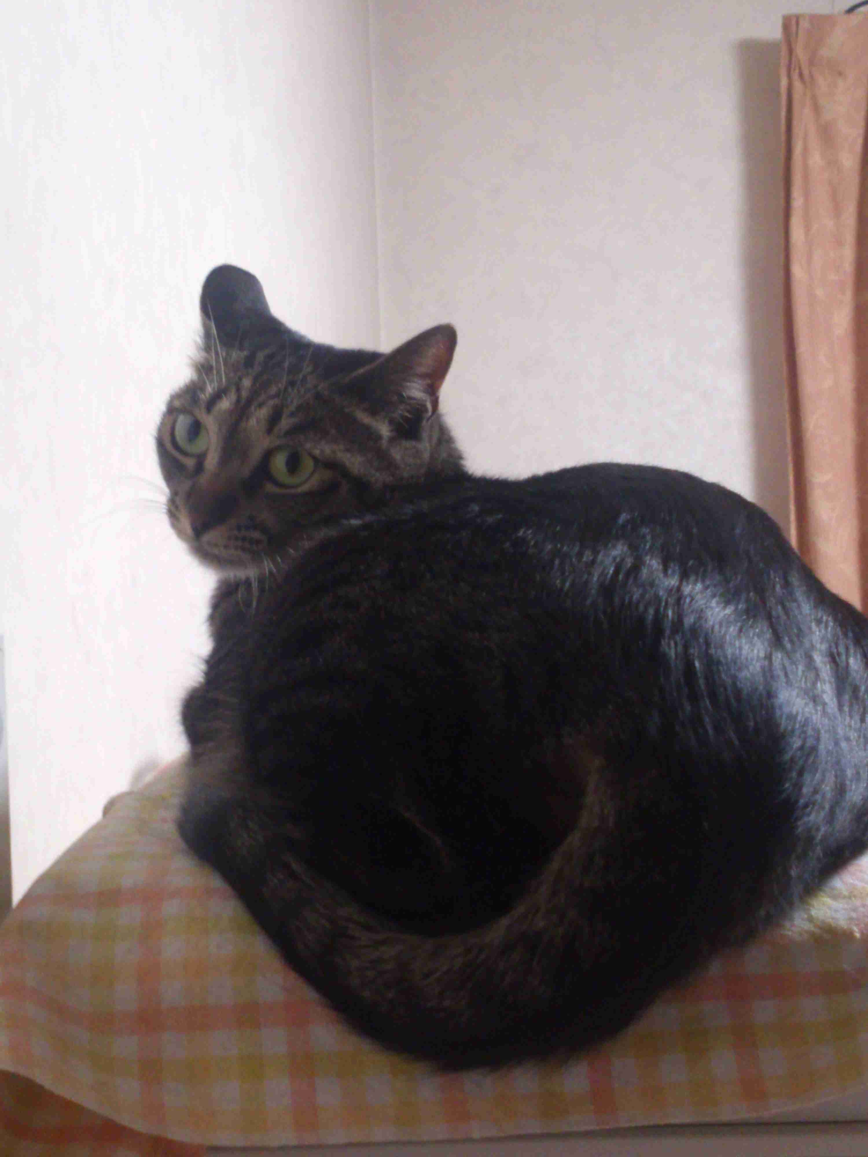 捨て猫、野良猫育ててる方