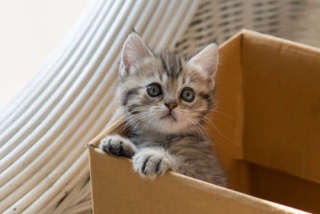 捨て猫、野良猫育ててる方
