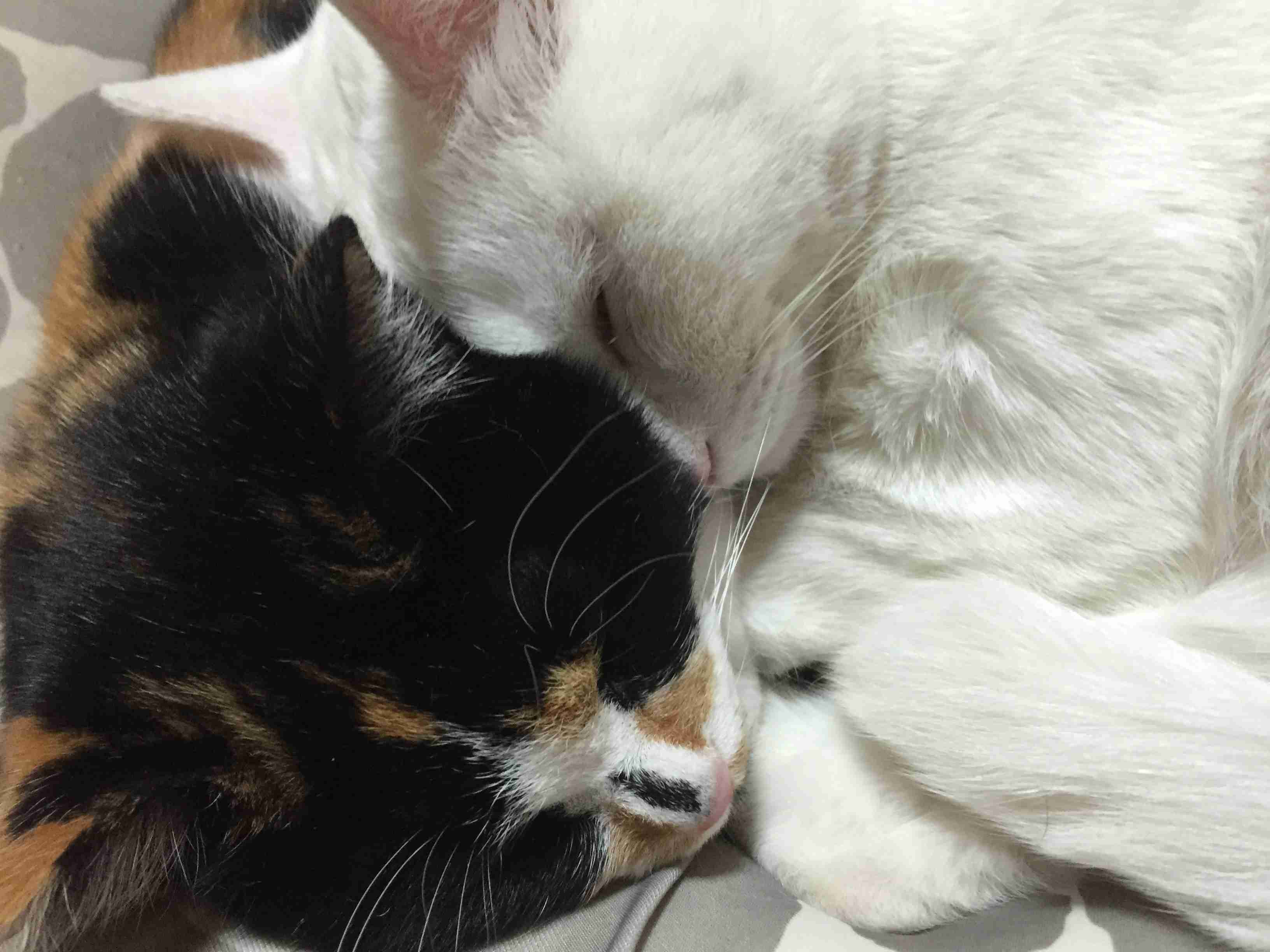 捨て猫、野良猫育ててる方