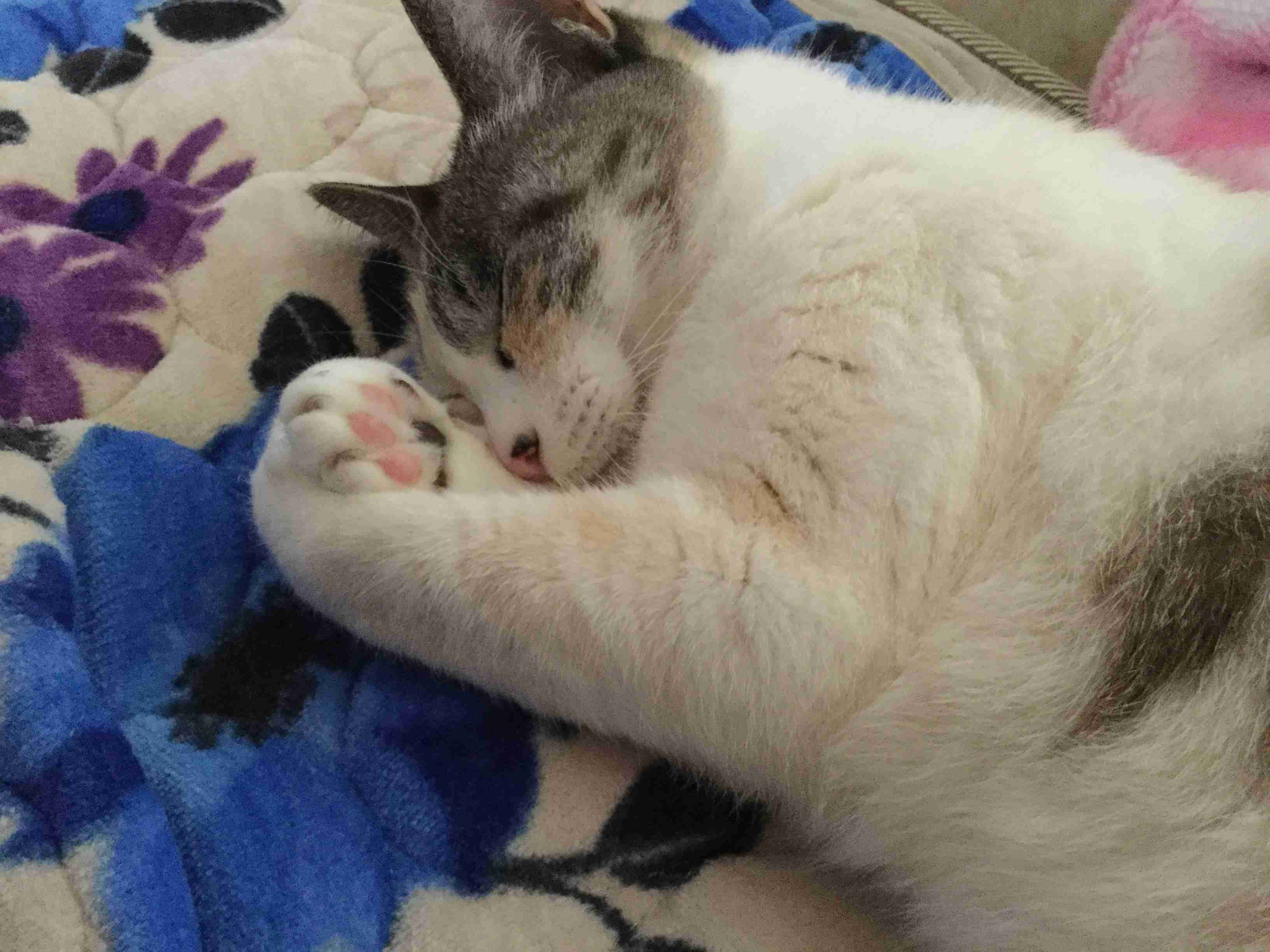 捨て猫、野良猫育ててる方