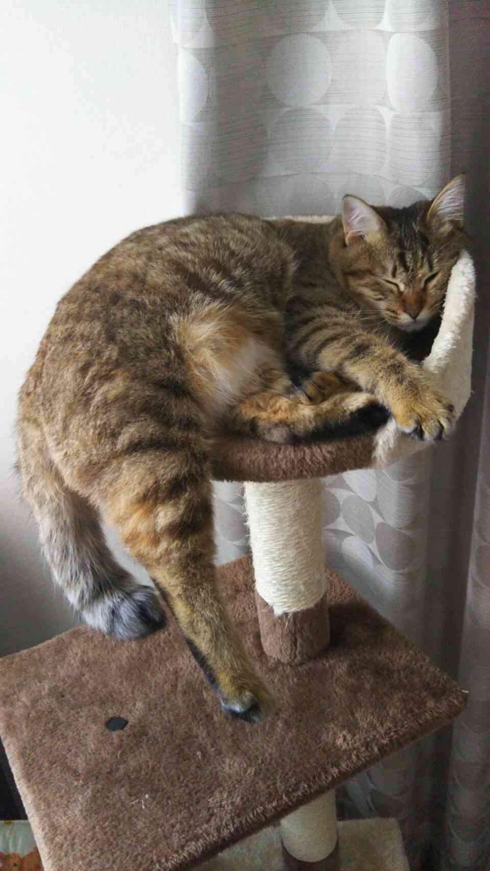 捨て猫、野良猫育ててる方