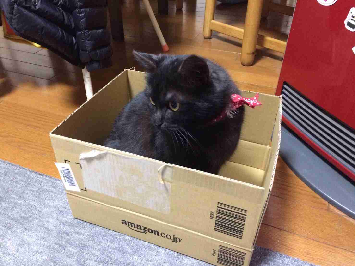 捨て猫、野良猫育ててる方