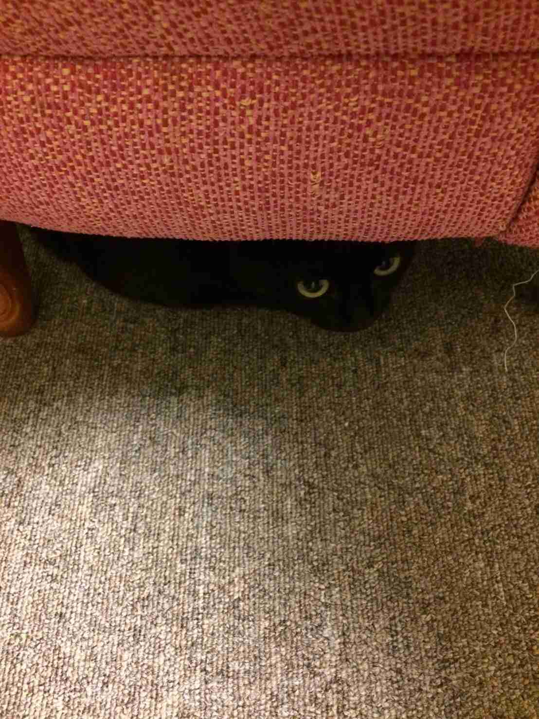 捨て猫、野良猫育ててる方