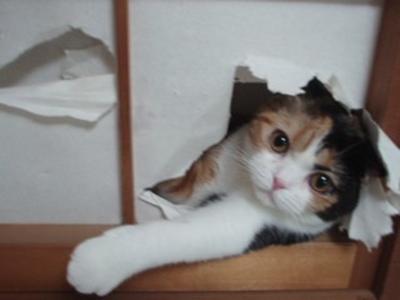 【あなたの画像フォルダのとっておき】見せてください～