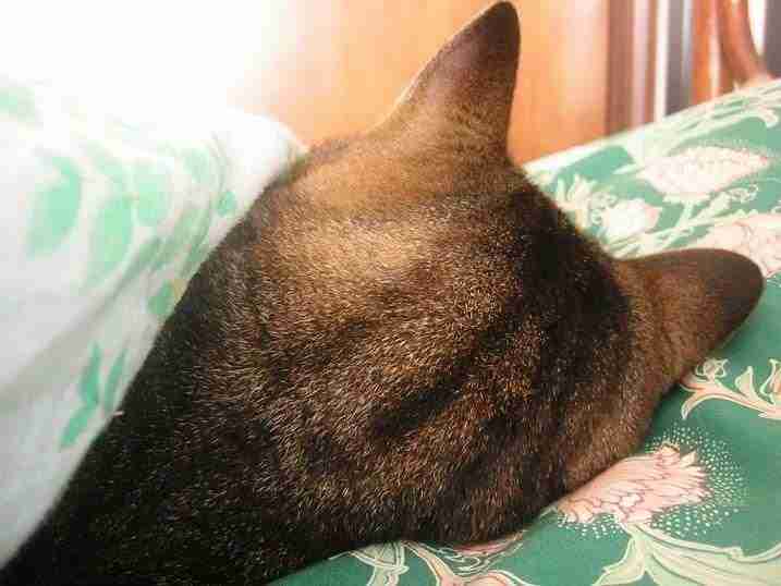 【あなたの画像フォルダのとっておき】見せてください～