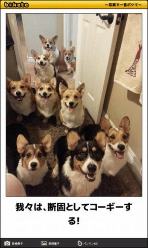 【あなたの画像フォルダのとっておき】見せてください～