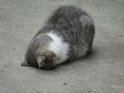 【あなたの画像フォルダのとっておき】見せてください～