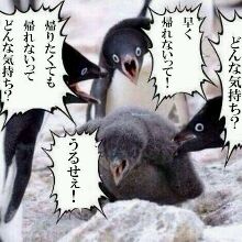 ピース綾部祐二、早くも帰国!?「日本にいるしw」