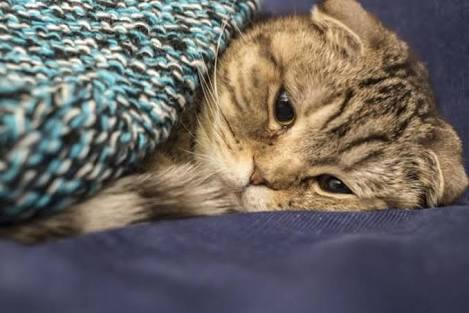 なんでもいいので笑えるもの元気がでるもの教えてください。
