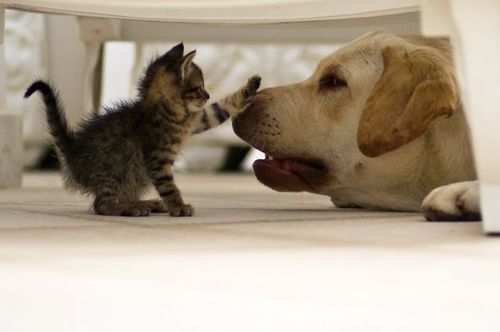 なんでもいいので笑えるもの元気がでるもの教えてください。