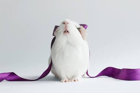 モルモット大好き♡