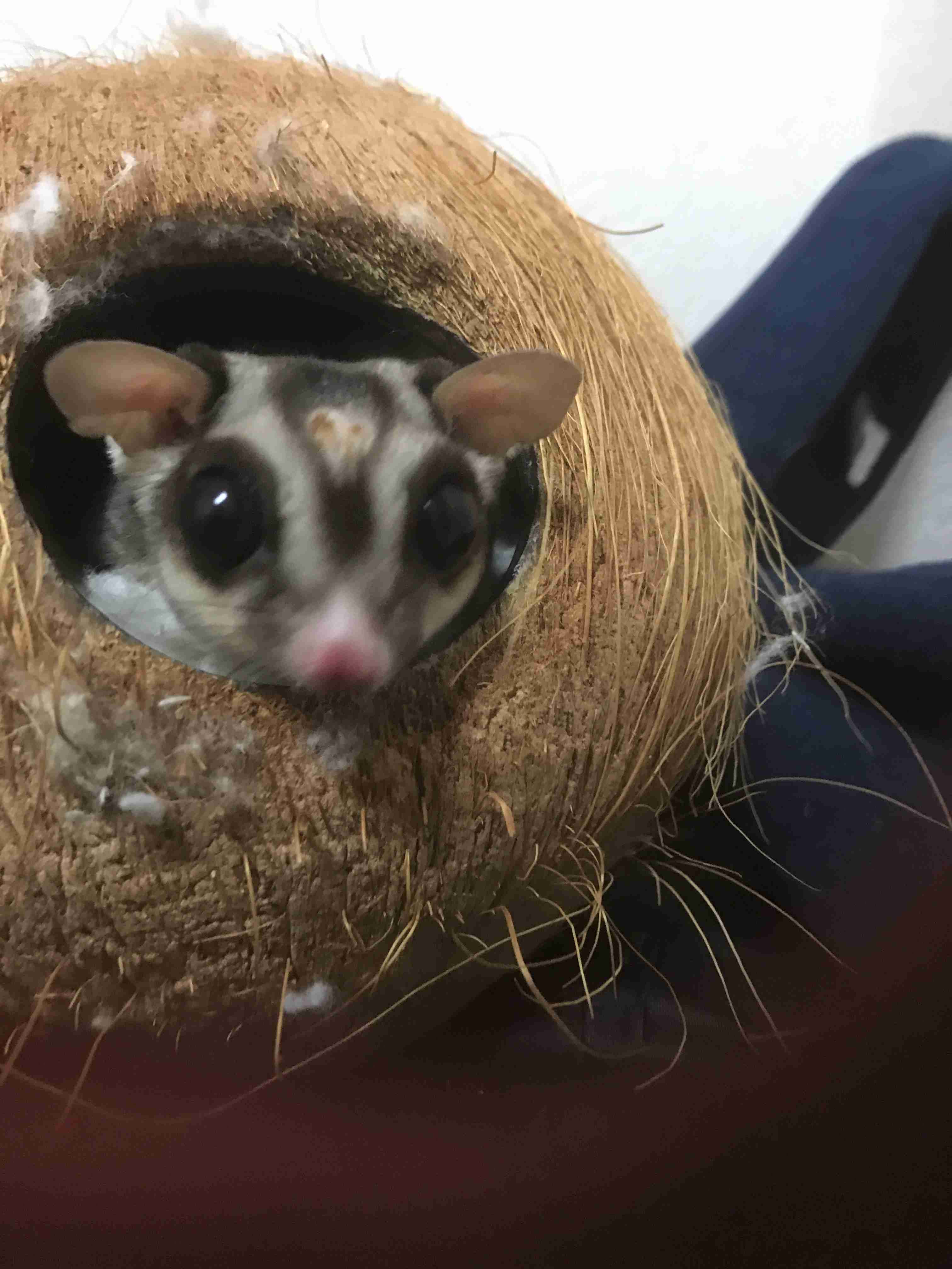 エキゾチックアニマル飼ってる人！