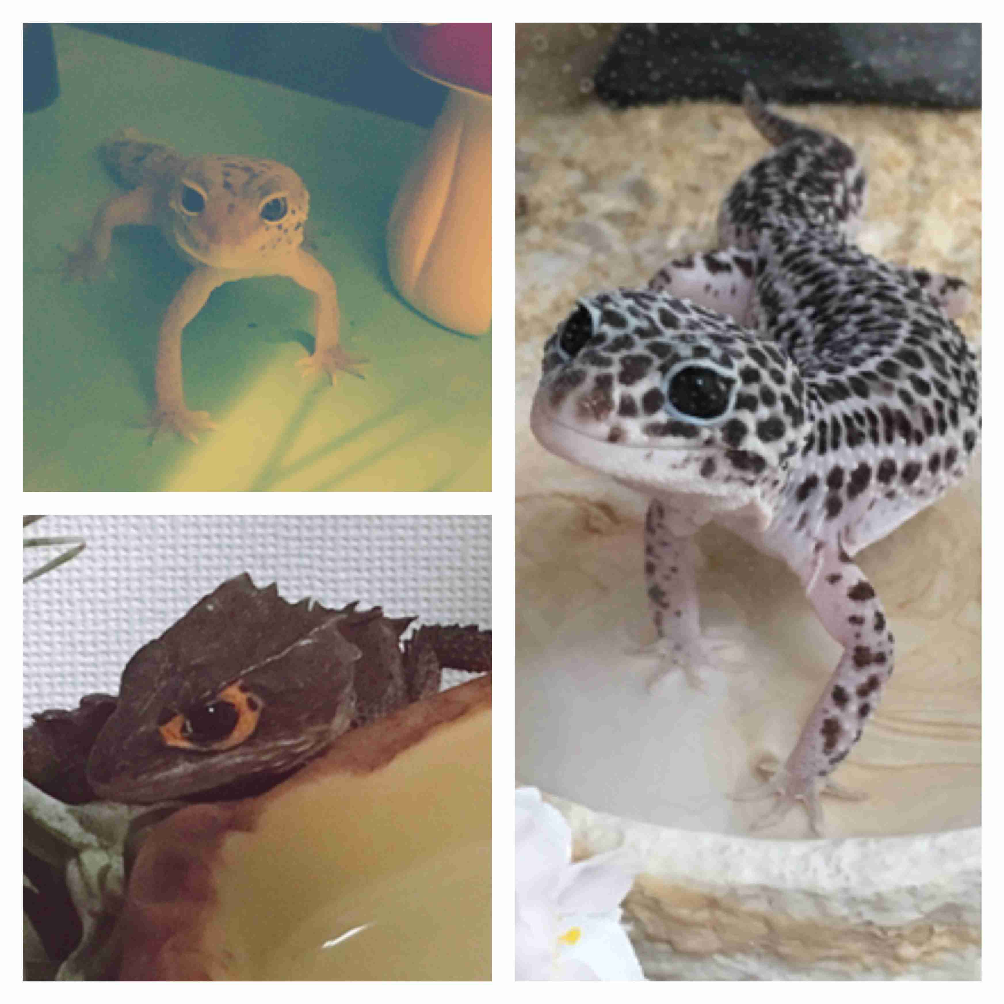 エキゾチックアニマル飼ってる人！
