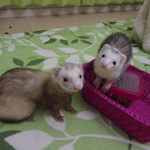 エキゾチックアニマル飼ってる人！