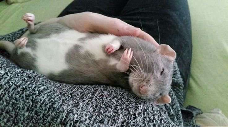 エキゾチックアニマル飼ってる人！