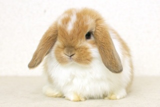 エキゾチックアニマル飼ってる人！