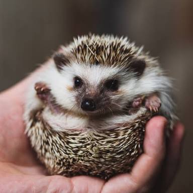 エキゾチックアニマル飼ってる人！
