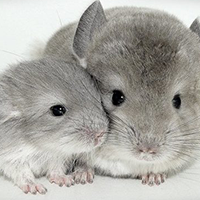 エキゾチックアニマル飼ってる人！