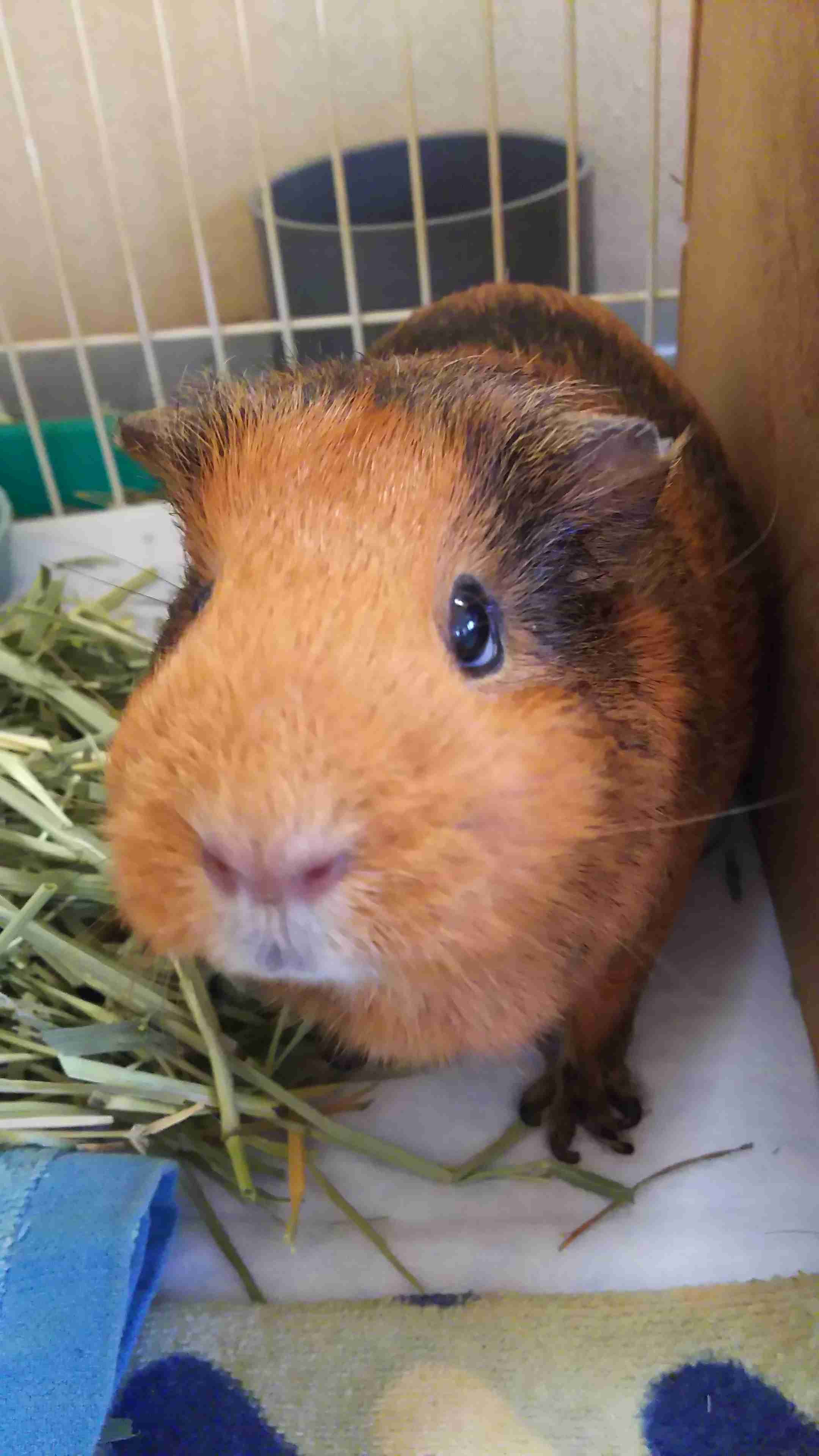 エキゾチックアニマル飼ってる人！