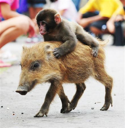 どうしてこうなった(笑)?この犬のこだわりが…ちょっとオカシイ