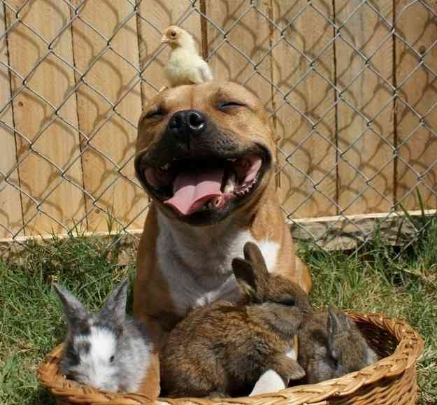 どうしてこうなった(笑)?この犬のこだわりが…ちょっとオカシイ
