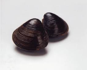 晩酌ってどんな感じで？