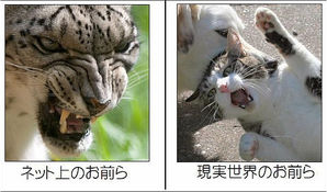アンチが多い芸能人ファンの憩いの場