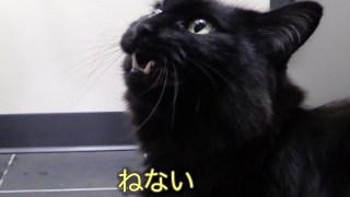 無理矢理テンション上げてくトピ