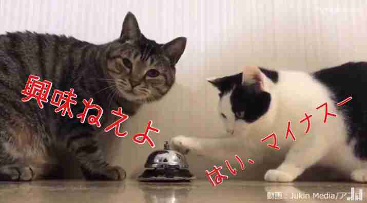 ダレノガレ明美、花嫁姿で結婚願望語る「もらってくれる人いるかな？」