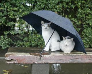 本日の癒しトピです。