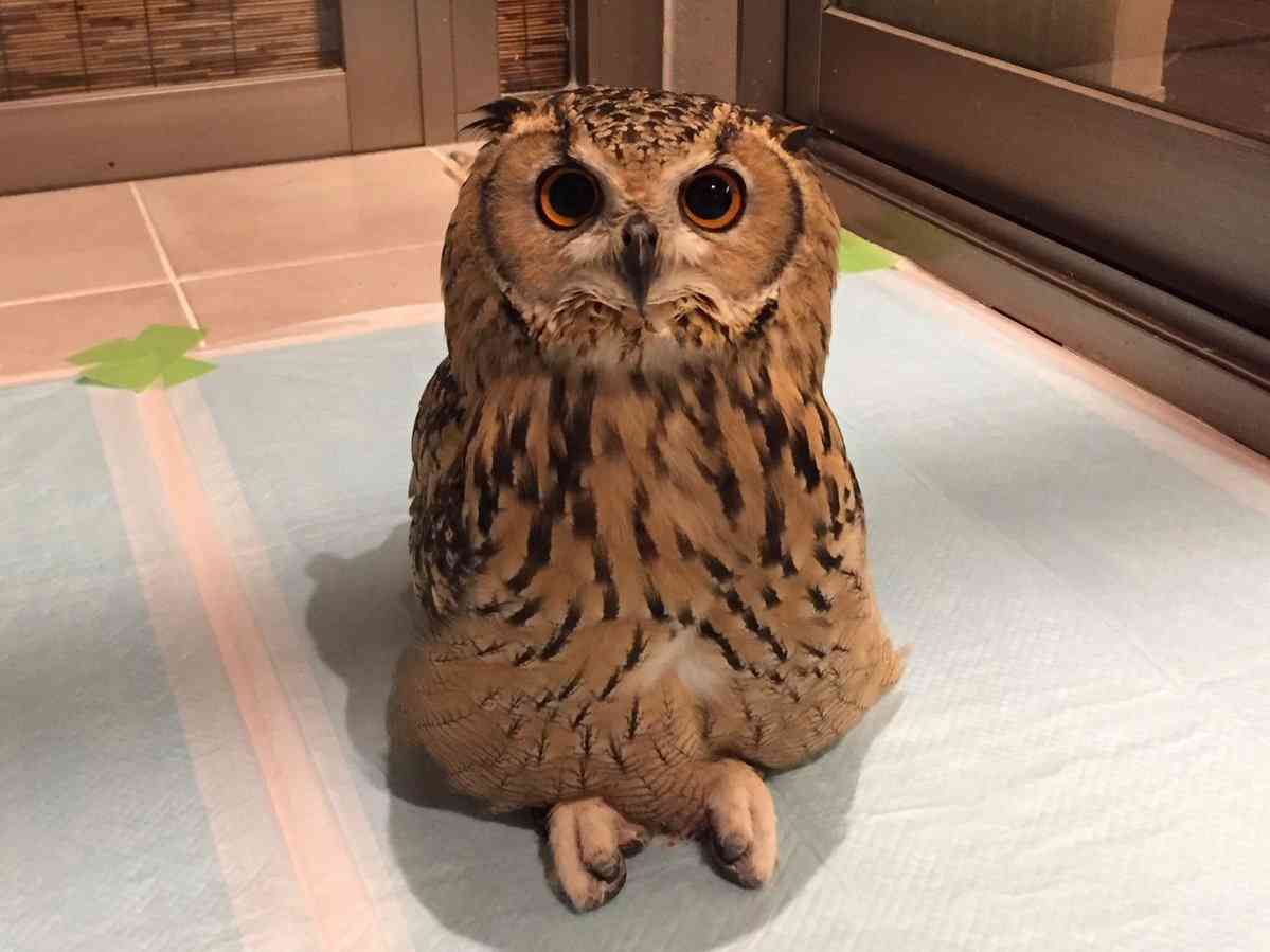 本日の癒しトピです。