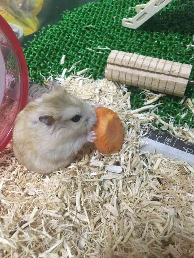 本日の癒しトピです。