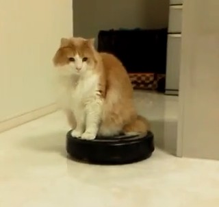 本日の癒しトピです。