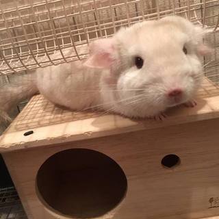 本日の癒しトピです。