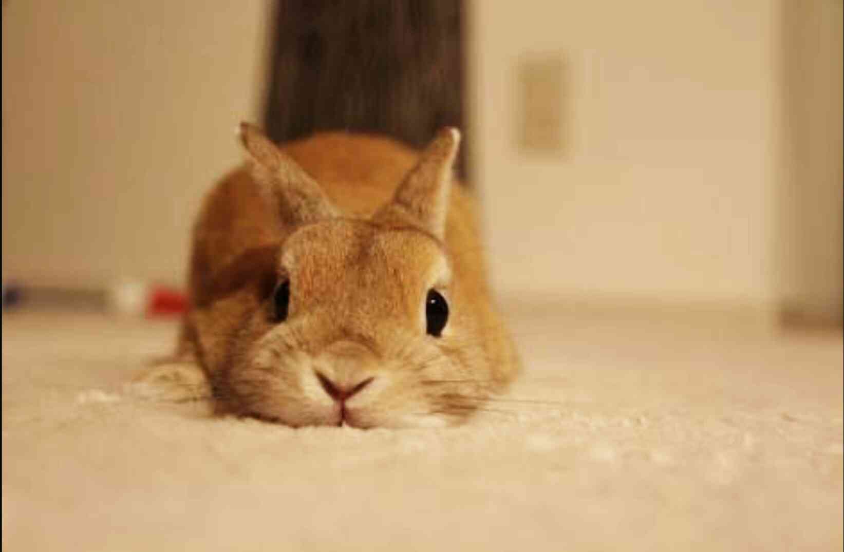 本日の癒しトピです。