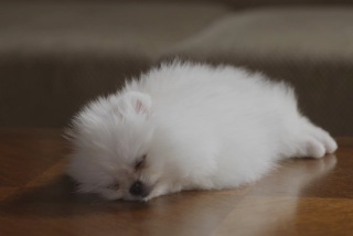 本日の癒しトピです。