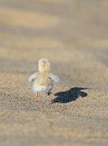 本日の癒しトピです。