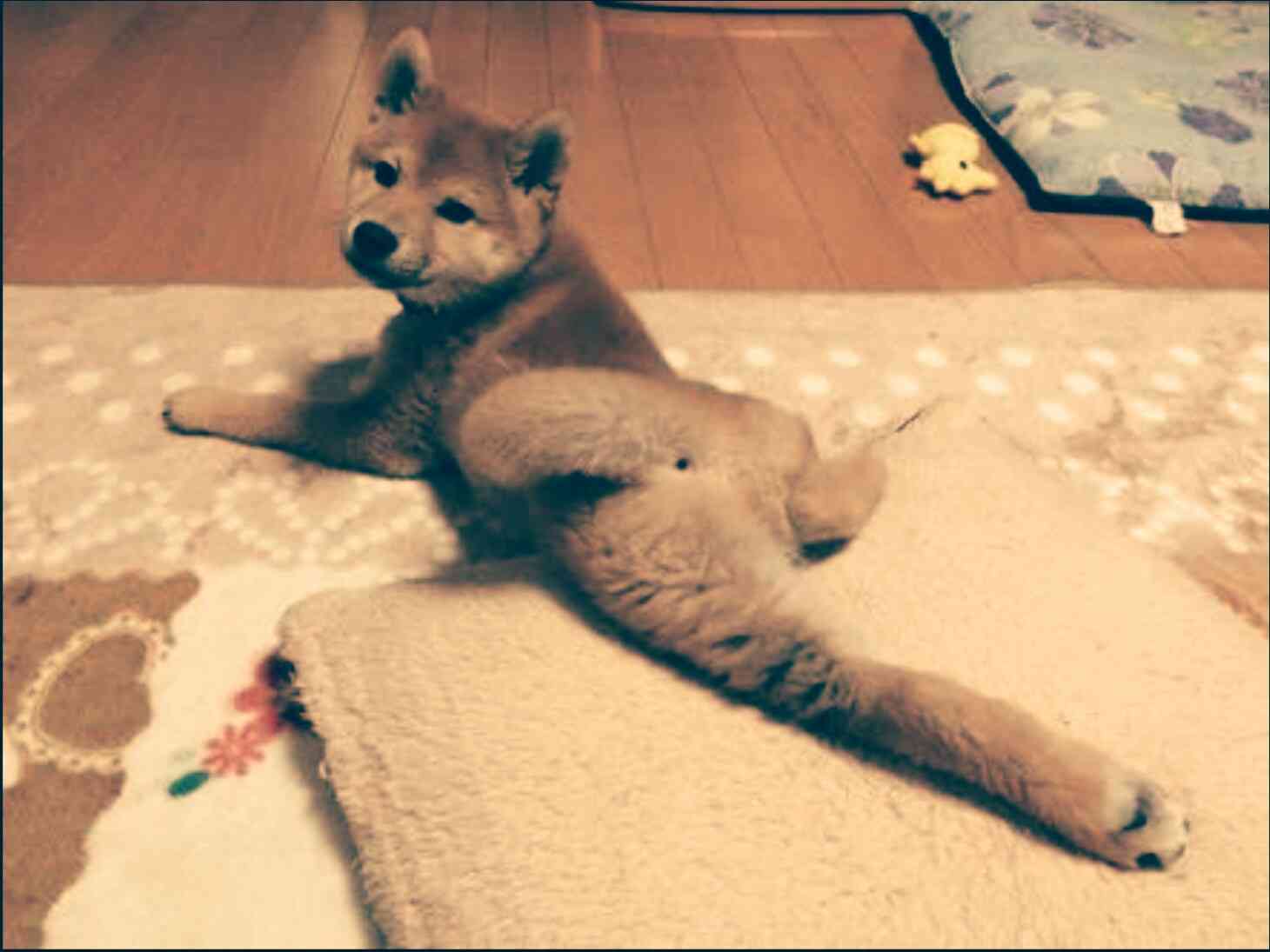 本日の癒しトピです。