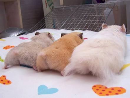 いろんなデザインのしおりが集まるトピ