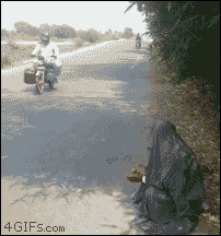 明るい気分になれるGIF画像を貼っていくトピ