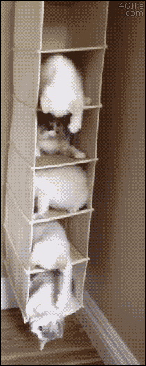 明るい気分になれるGIF画像を貼っていくトピ