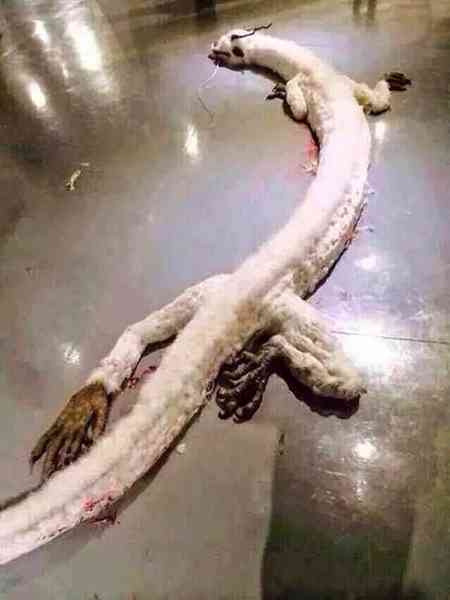 巨大生物の画像を貼っていくトピ